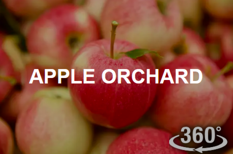 Apple Orchard