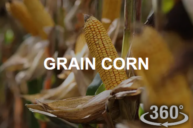 Grain Corn